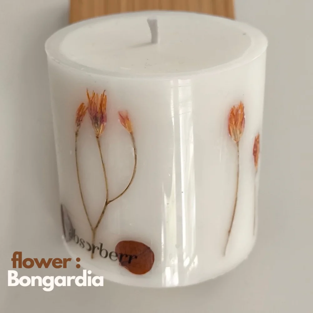 BONGARDIA